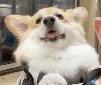 柯基陪主人去上班结果一上地铁就打瞌睡