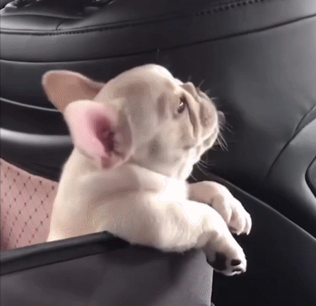 23你等着我再发育几个月24不开心的时候看看狗狗就好了25小狗还有眉毛