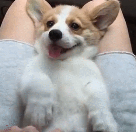 23你等着我再发育几个月24不开心的时候看看狗狗就好了25小狗还有眉毛