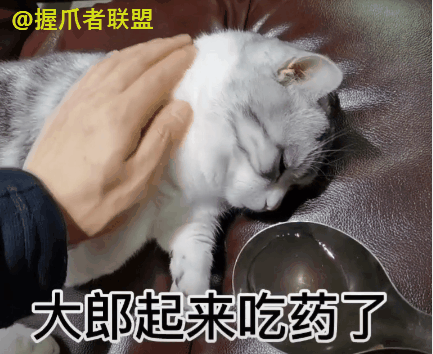 猫咪版