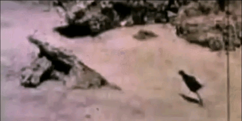 留下动态影像的八种已灭绝动物,如今成为珍贵记录