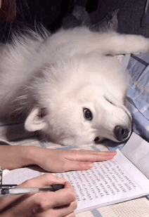 你的狗有多想你