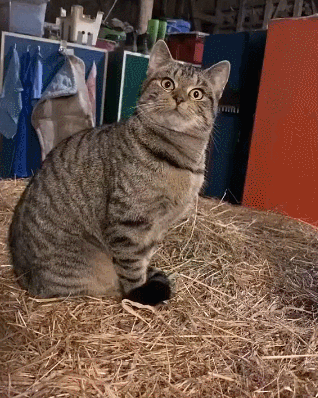 中招了,白展堂的葵花点穴手. 真皮貂毛证明它真不是假猫模型.