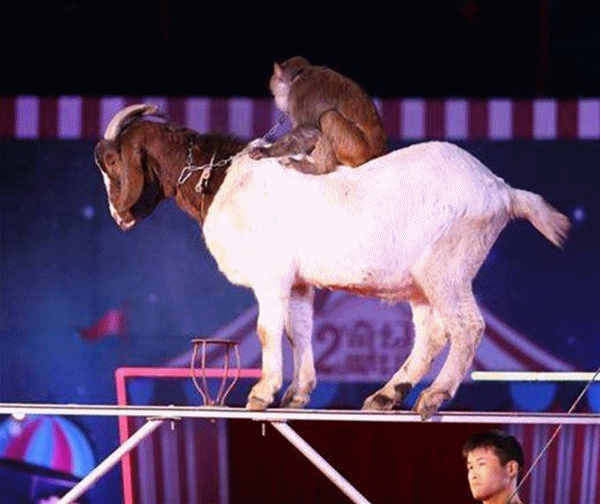 动作,无厘头的表演笑点满格的小丑天团还有会走钢板桥的山羊小狗当家