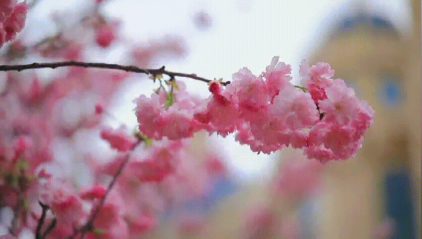 最美樱花季,仲恺人该怎么赏?