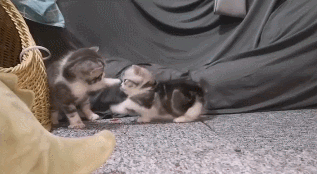 看完30只奶猫打架,我人没了!