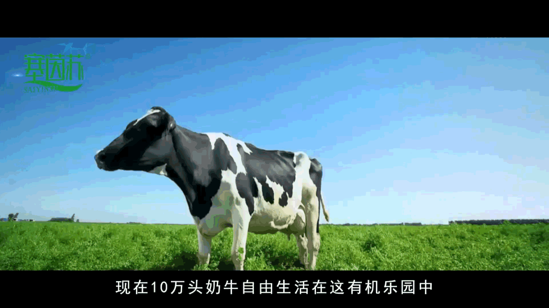 配有专门的营养师,有专业的保健体系和专属的环境体系,为奶牛提供良好