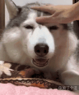 憨憨的二哈不小心被猫咪踢到,竟把脸埋进被子里哭,太矫情了!