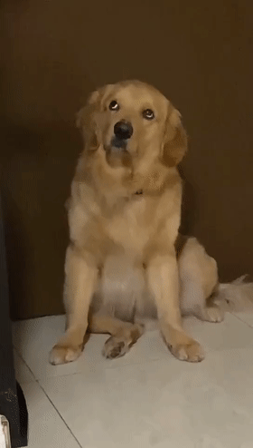 end-— end —综合整理:石家庄爱宠汇素材来源:大爱狗狗控