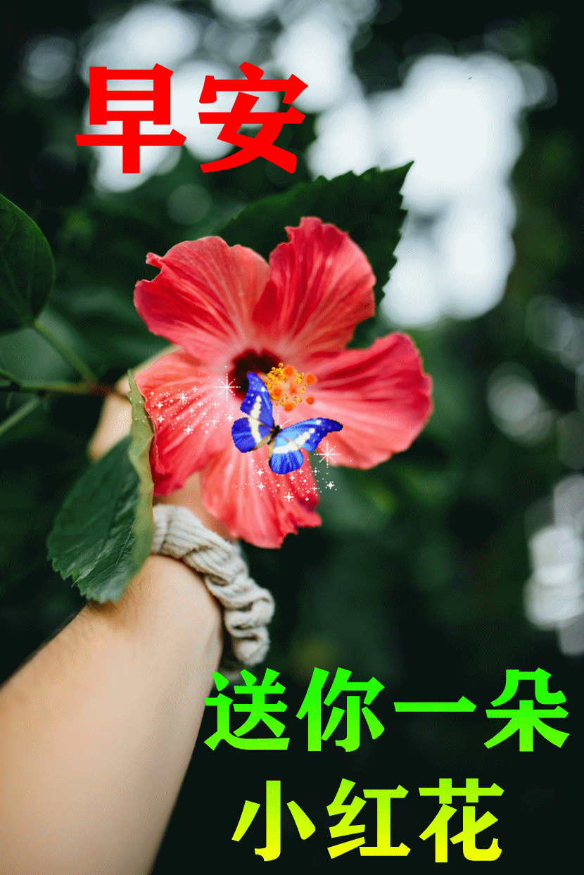 周三早晨唯美早安问候语动画表情 好看的早上好祝福