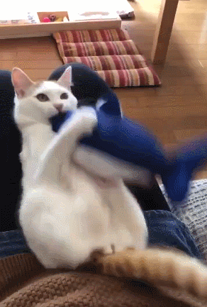 猫:是鱼就归老子管