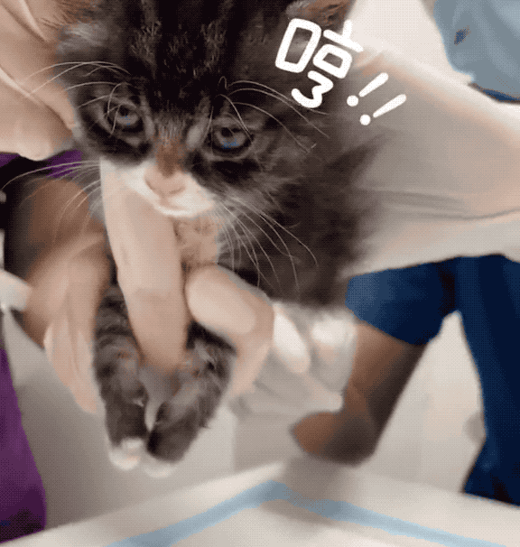▼讲真,某些猫看着可可爱爱,一言不合就露出了真面目.