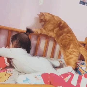 猫咪对人类幼崽到底有多好?铲屎官:这到底是谁的娃啊!