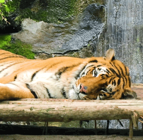 游客一旦在动物园发生人身安全事故,一定会向动物园索赔,无论是不是