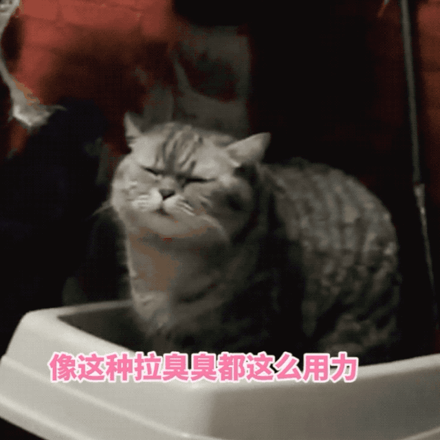 全网卡菊第一猫,拉个臭臭竟然进急诊室了……哈哈哈