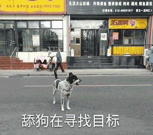 终极舔狗文案极致沙雕