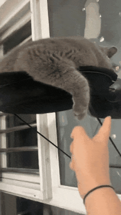 每天健身的猫有多可怕?一拳下去能把铲屎官打得喵喵叫