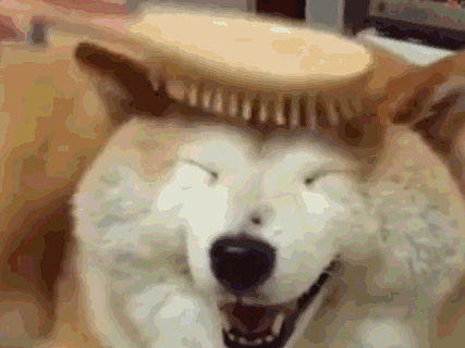 遛狗不牵绳?违法!即将实施