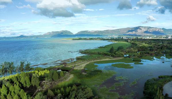 官渡大美湿地春满滇池