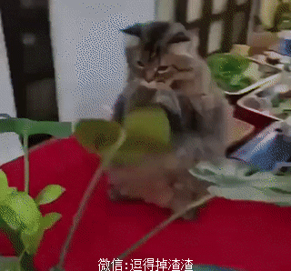 搞笑gif段子:路遇丐帮帮主,好想上前去搭讪