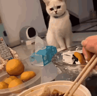 千万别当着宠物的面吃螺蛳粉