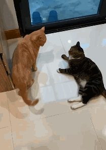 橘猫故意招惹狸猫,感觉有点小贱贱