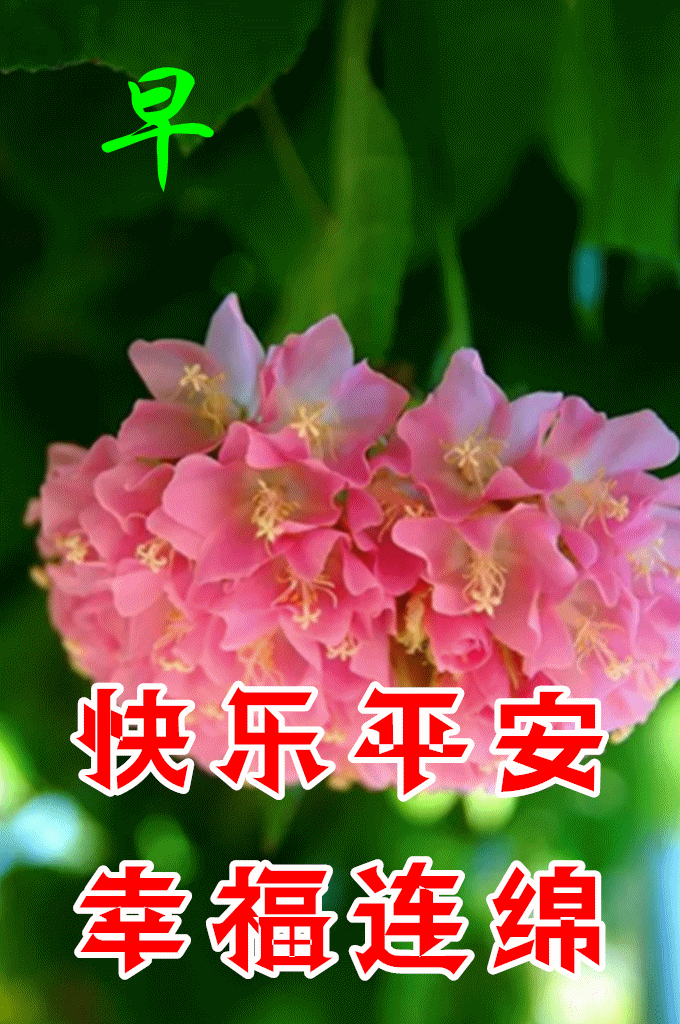 8张劳动节最新漂亮早上好图片鲜花带字带祝福语 最美春日早安问候祝福