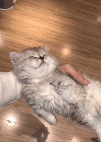 奶猫劝退!自从养了它,再也没能好好走路了