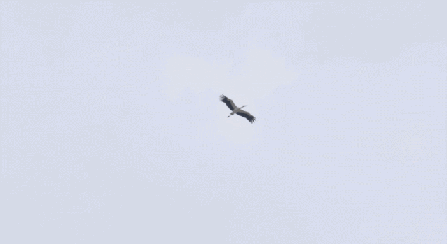 于是,飞鸟带给我进入一个新的精神世界.