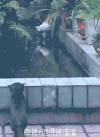 搞笑gif段子:朋友圈分享的照片是怎么来的?