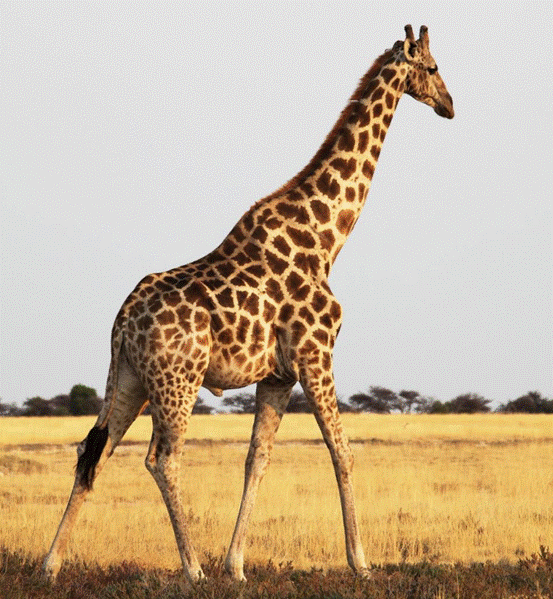 长颈鹿有超级高血压这一基因成保命关键还有500种独有基因