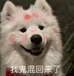 狗狗动态图今日份是小可爱营业呀