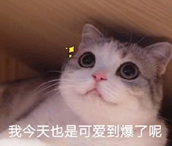 可爱的猫猫狗狗表情包