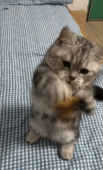 212_350gif 动态图 动图