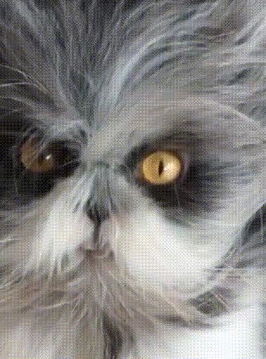 吸不动了,小猫咪千万不要轻易尝试打