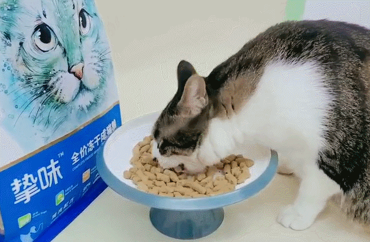 换了十几种猫粮后,我开始给猫吃冻干粮!