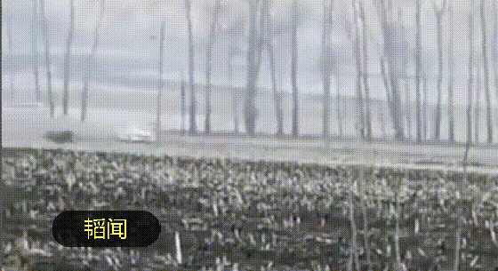 东北虎下山后我们才发现武松打虎只是一个传说