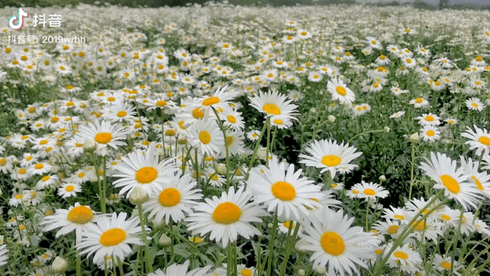 gif截自蔚然花海官方抖音账号市区内绣球花初绽编织彩色梦境天府芙蓉