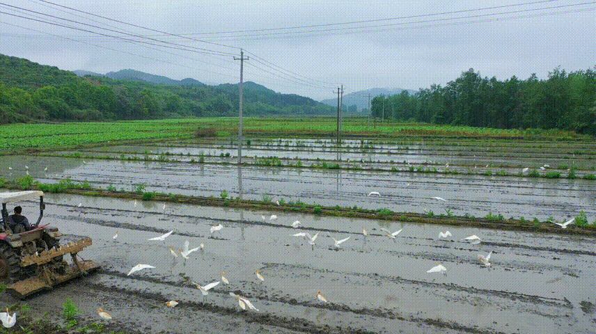 清明谷雨时,插稻莫迟疑.