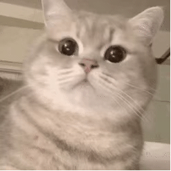 小猫咪系列表情包三