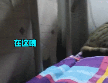 流浪猫钻女生被窝竟然是这样