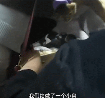 最后,它们在宿管阿姨的值班室安了家.