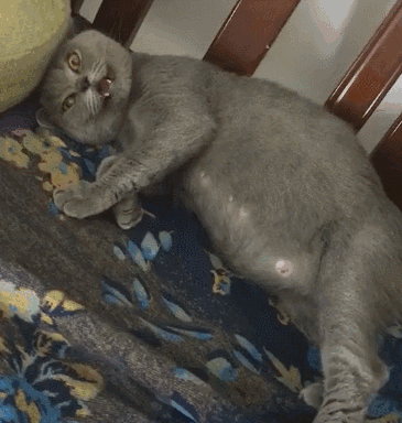 流浪猫钻女生被窝竟然是这样