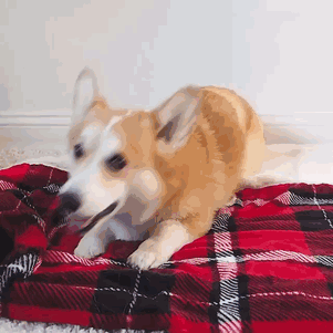 聊到学外语,也可以说im a duolingo person当然,你可以说i love dogs
