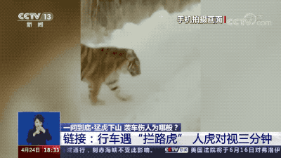 大熊猫打得过老虎吗?_腾讯新闻