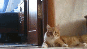 网友:我家猫怎么炸了