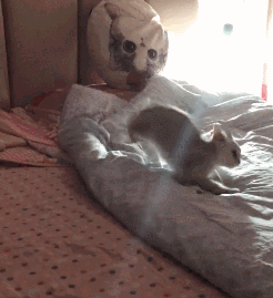 猫咪炸毛搞笑合集!网友:我家猫怎么炸了