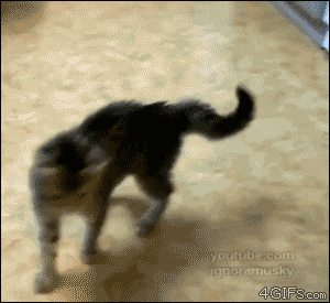 猫咪炸毛搞笑合集网友我家猫怎么炸了