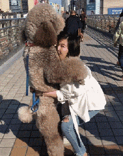 爱和责任让柔弱小姐姐的小姐姐抱起比自己还高的狗子!