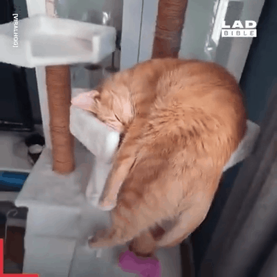 上班时间不好好干活,就知道躺在地上睡大觉,今天的小鱼干全扣了